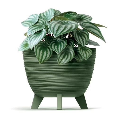 Furu_DFUR300_5615C_roslina.png.webp