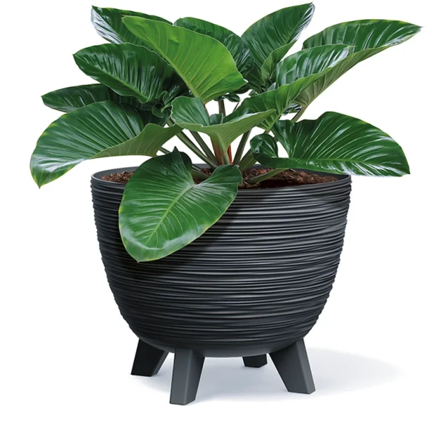 Furu_DFUR300_S433_roslina.png.webp
