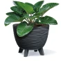 Furu_DFUR300_S433_roslina.png.webp