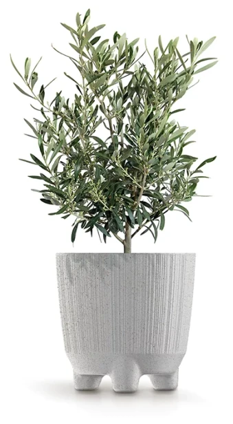 Ryfo_N_Eco_Wood_DRFNW_S449W_roslina_03.png.webp
