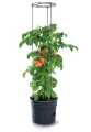 Doniczka do uprawy pomidorów Tomato Grower 392 mm