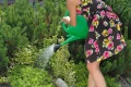 Konewka SPRING - zielony 2 l